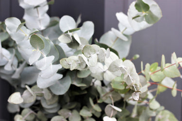 20 SILVER DROP EUCALYPTUS Gunnii Cider Gum Silver Blue Foliage Florist Tree Seeds